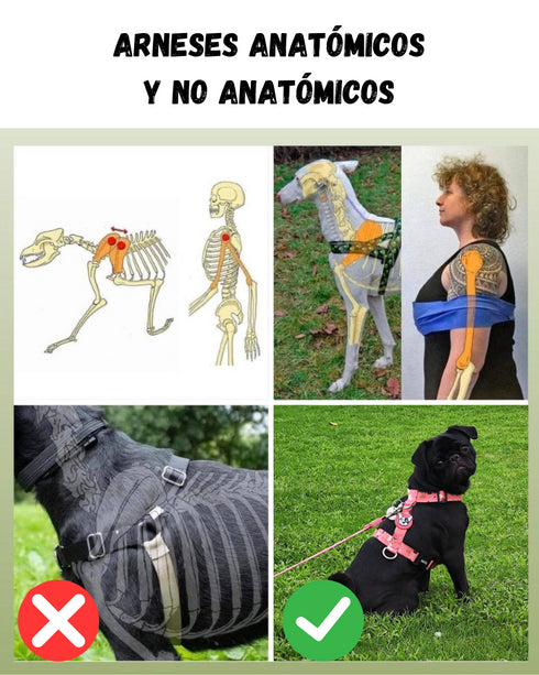 Arnes Doble Agarre Azul (acero)