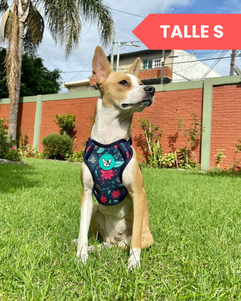 Arnes Doble Agarre Apolo Black