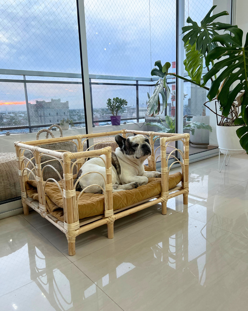 Cucha Presidencial 50x70cm