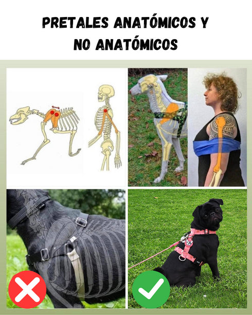 Pretal Doble Agarre Apolo