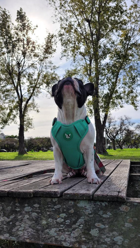 Arnes Doble Agarre Verde