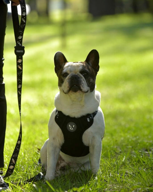 Arnes Doble Agarre Apolo Black