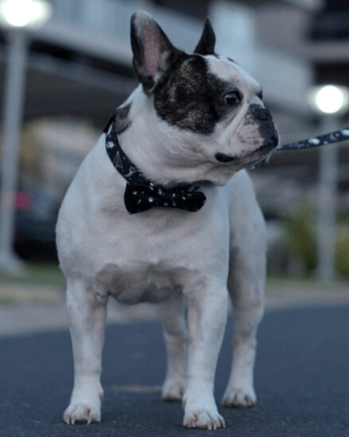 Collar con Moño Apolo