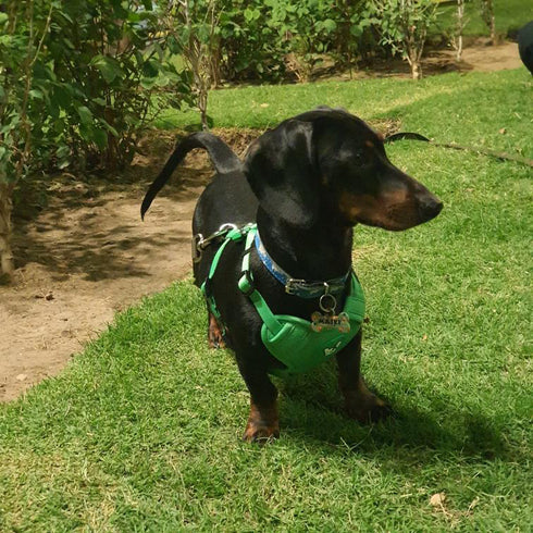 Arnes Doble Agarre Verde